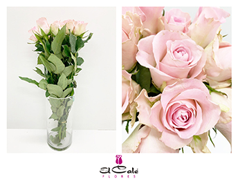 Rosa Hol. Bisou 40cm Rs. (7 Dias - 2�)