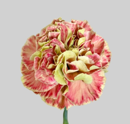 Clavel Nac. 60cm Winer Cover Bic. (7 Dias - 2�)