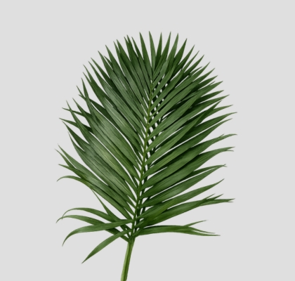 Hoja Chico Rollo 25/30cm (7 Dias - 2�)