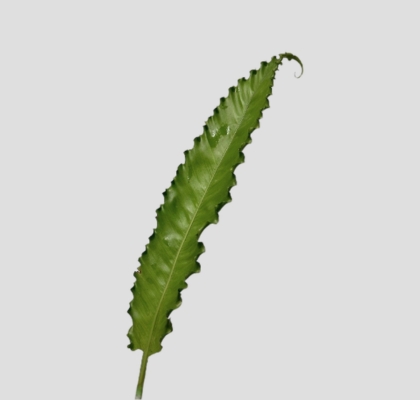 Helecho Osaka 50cm (7 Dias - 2�)