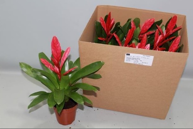 P. Guzmania Vries Kallisto 10.5/30cm x9