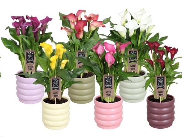 P. Calla Mixta -Malm�- 6Kl 14/40cm 5F "CC6"