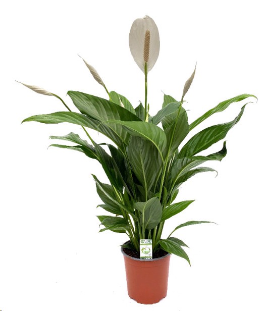 P. Spathyfilium Bingo Cupido 17/70cm x6 5F -Sin plastico-