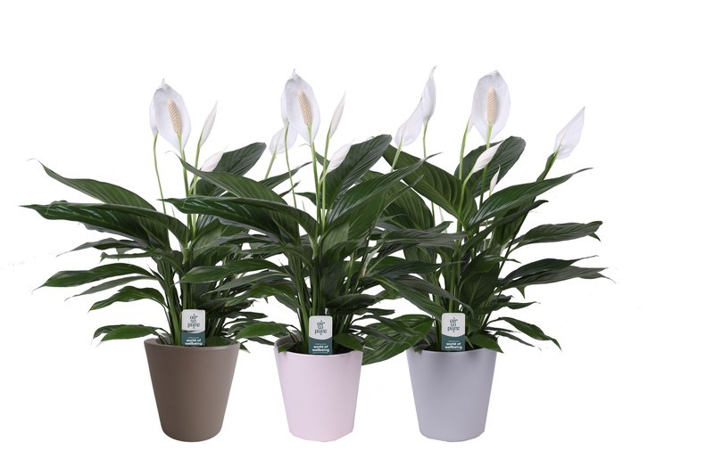 P. Spathyfilium Bingo Cupido 17/70cm "CC3" 5F -M.Ceramica-