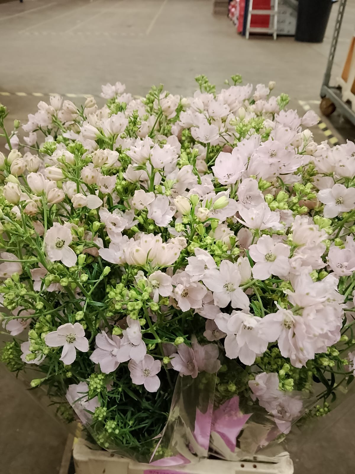 Delphinium Nac. Overig Rosa 70cm