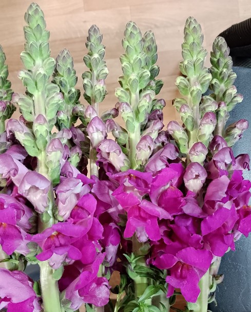 Antirrhinum Italia Purple 80cm