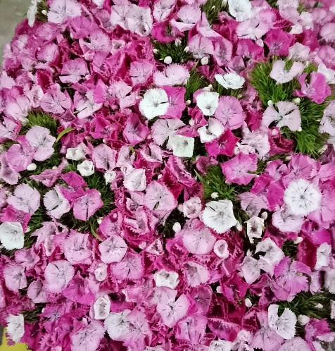 Dianthus Barbatus Italia Duch Of Fife 60cm "T50"