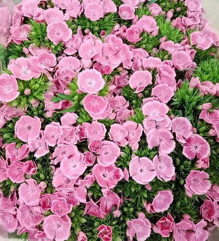 Dianthus Barbatus Italia Star Fruity Tessino 60cm "T50"