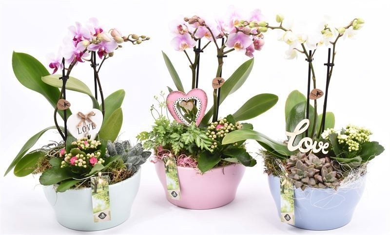 P. Composici�n Planta Phalaenopsis JSPHAL 18/30cm "CC3"