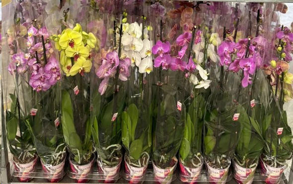 P. Phalaenopsis Mixta 6KL 12/80cm 2T x10 Scenza