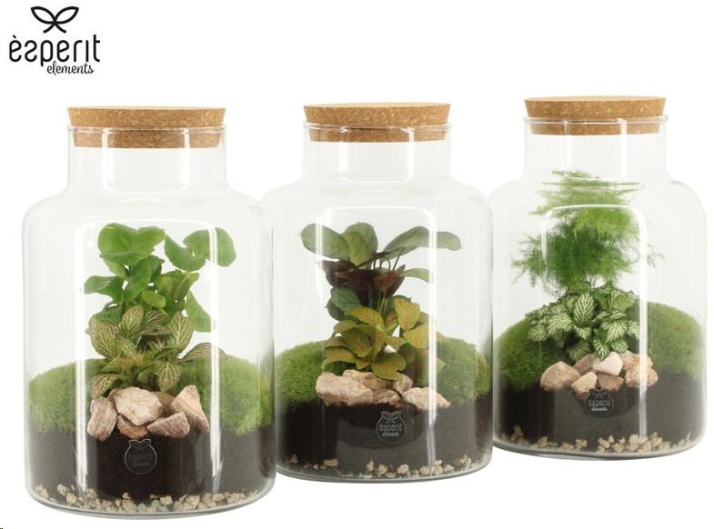 P. Composici�n Terrarium -904068- 17/25cm "CC3"