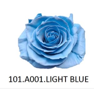 Rosa  Col. Tintada Light Blue 60cm