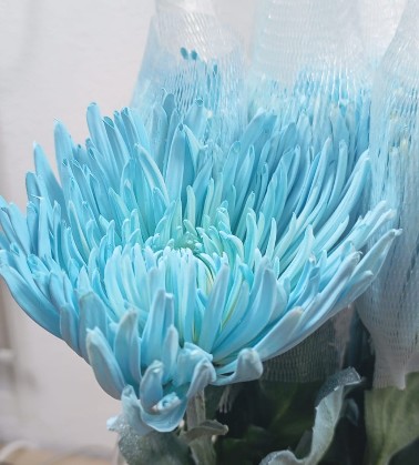 Uniflor Col. Anastasia Tintada Azul