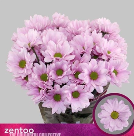 Margarita Hol. Precious 70gr Rs.