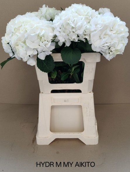 Hortensia Hol. My Akito 60cm �16/18