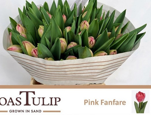 Tulipan Hol. Doble Pink Fanfare 45cm