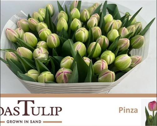 Tulipan Hol. Doble Pinza 50cm