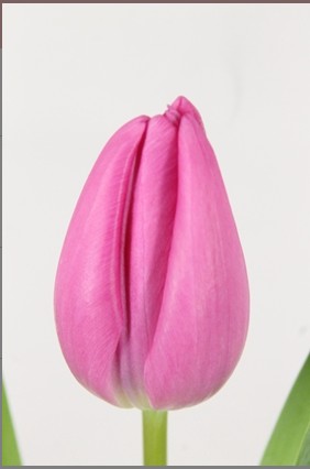 Tulipan Hol. Lincoln 50cm Rs.