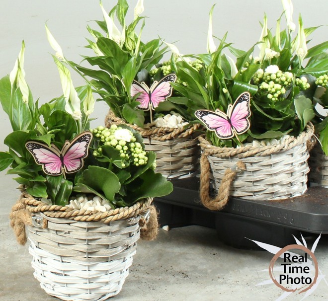 P. Composici�n Kamerpl 15/30 x6