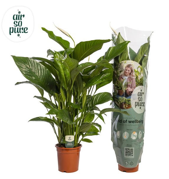 P. Spathyfilium Sweet Lauretta 24/100cm  3F