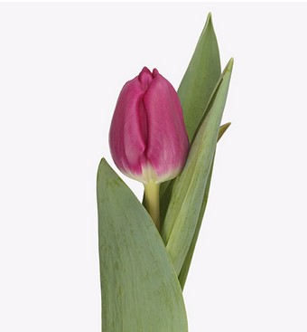 Tulipan Hol. Galibier 40cm Lil.