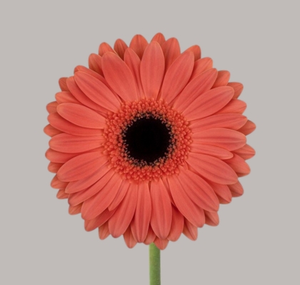 Gerbera Hol. Jamilla "T25"