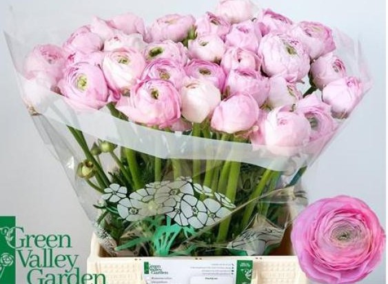 Ranunculos Hol. Am Marshmallow Rosa 45cm 75gr "T30"
