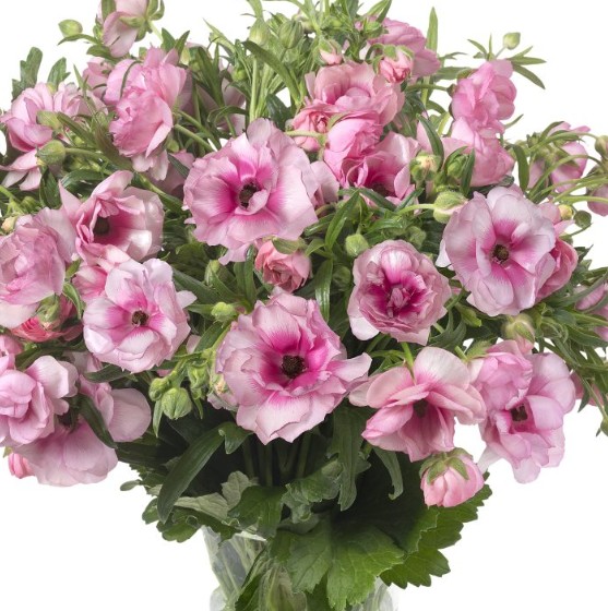 Ranunculos Hol. Butterfly Hera 70cm 55gr Rs. "T10"