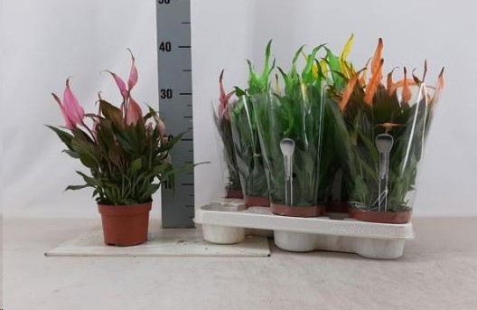 P. Spathyfilium Chopin -Tintado- 10.5/30cm x12 8F