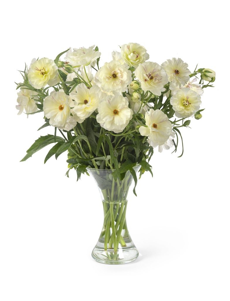 Ranunculos Hol. Butterfly Ninos 50cm 30gr "T10"