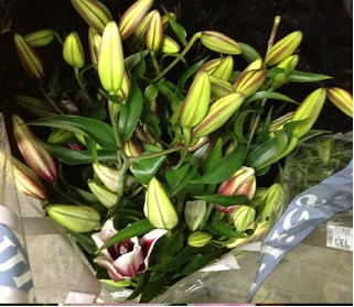 Oriental Hol. Bic. Starfighter 60cm 2 fl.