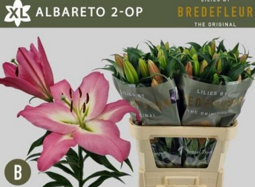 Oriental Hol. Rs. Albareto 85cm 3 fl.