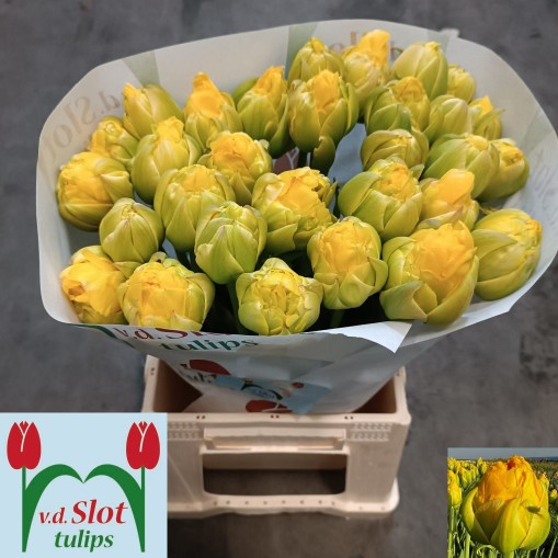 Tulipan Frances Doble Vanilla Coup 55cm