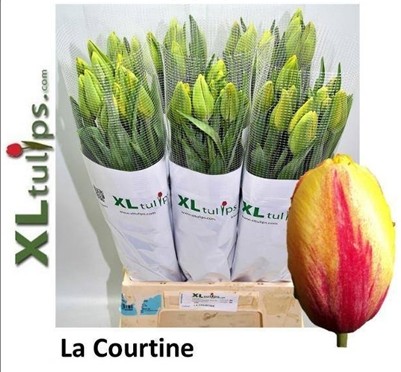 Tulipan Frances La Courtine 50cm Bic.