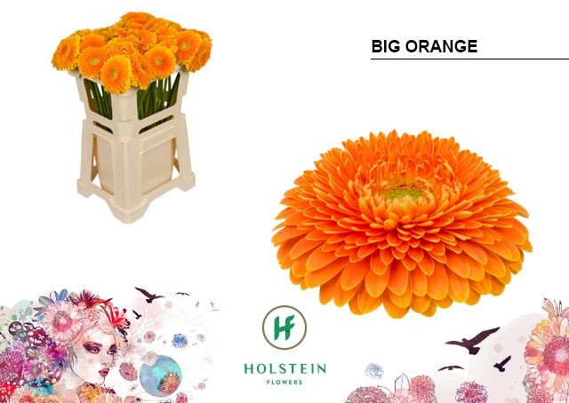 Gerbera Hol. Gerponi Big Orange