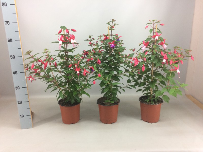 P. Fuchsia Hol. Bella Mix Piramide 17/65cm x6