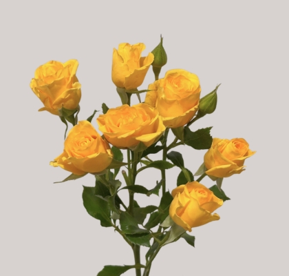 Ramificada Marisa 40cm (7 Dias - 2�)