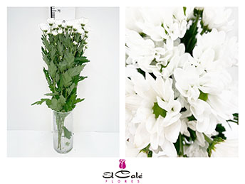 Margarita Hol. Bacardi Chic 70gr (7 Dias - 2�)