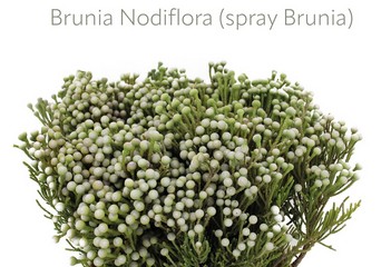 Safari Brunia Nodiflora Spray 40cm (7 Dias - 2�)