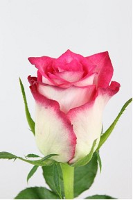 Rosa Hol. Double Date 50cm Bi. (7 Dias - 2�)