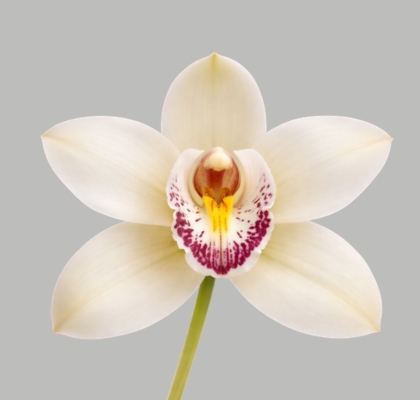Cymbidium Cascade 60cm Bl. " Sanfiero " (7 Dias - 2�)