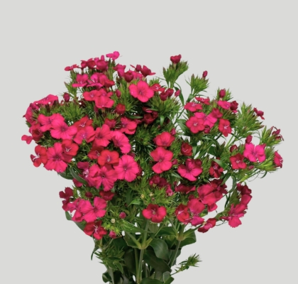 Dianthus Amazon Fucsia 80cm (7 Dias - 2�)