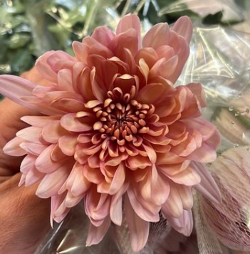 Uniflor Col. Linette Salm�n (7 Dias - 2�)