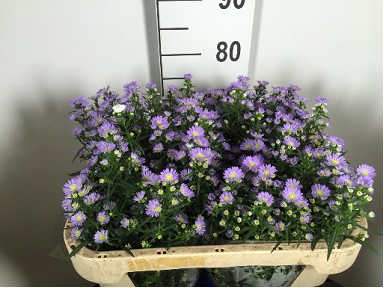 Aster Hol. Cassandra 75cm 25gr "T25" (7 Dias - 2�)