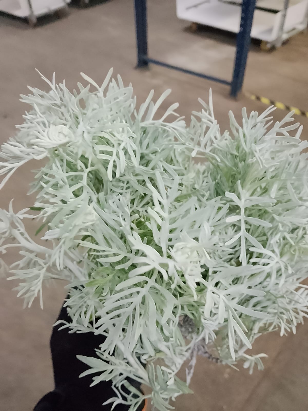 Senecio Cineraria Italia 50cm 400gr (7 Dias - 2�)