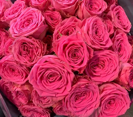 Ramificada Paulette 40cm Frs. (7 Dias - 2�)