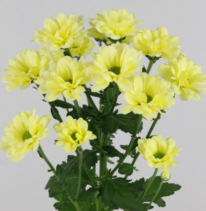 Margarita Hol. Kennedy Cream 85gr (7 Dias - 2�)