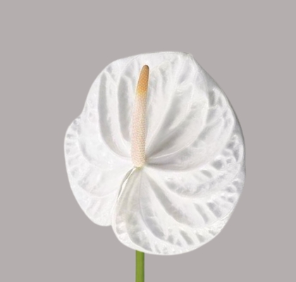 Anthurium Hol. Acropolis �13  "CC12" (7 Dias - 2�)