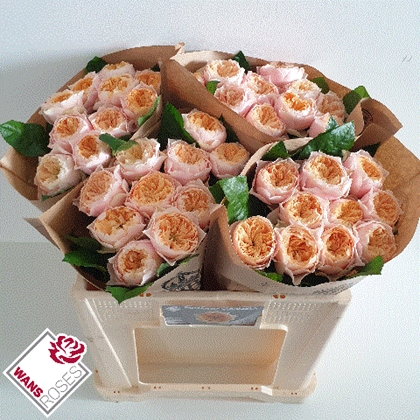 Rosa Hol. Romantic Vuvuzela 50cm (7 Dias - 2�)