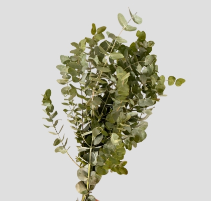 Eucalipto Cinerea Nacional (7 Dias - 2�)